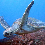 Turtle diving with Devocean