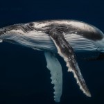 Darren Jew whale